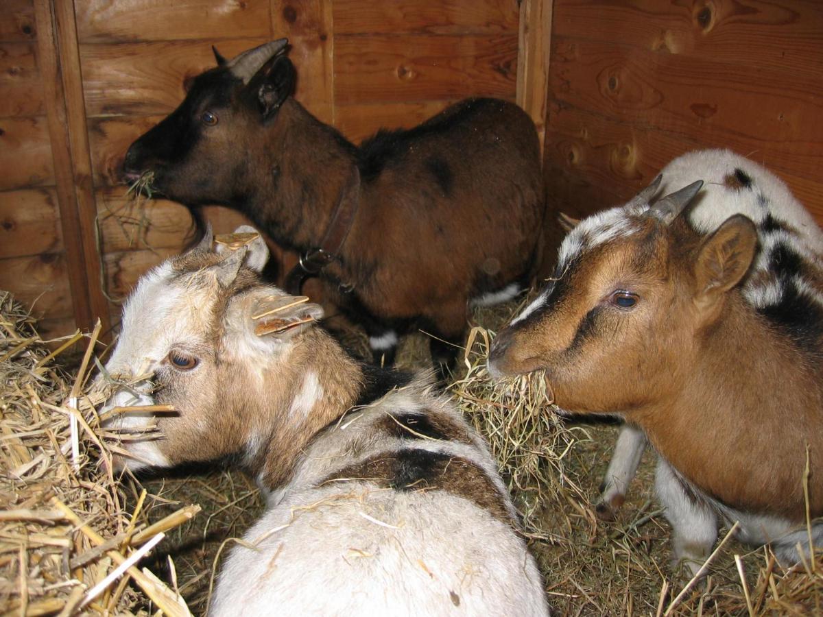 Comme A La Ferme Bed & Breakfast Durbuy Dış mekan fotoğraf